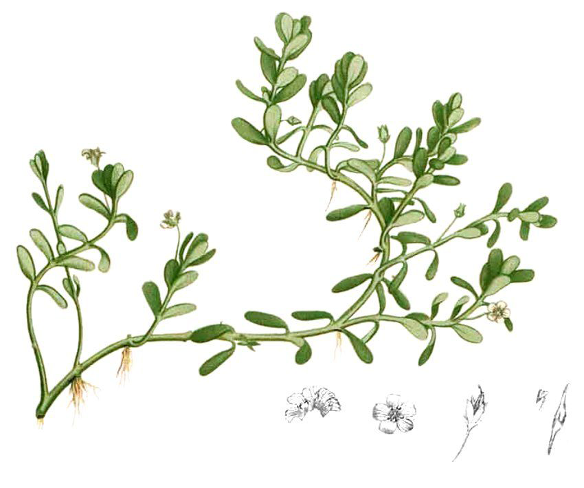 Bacopa-Plant-Illustration