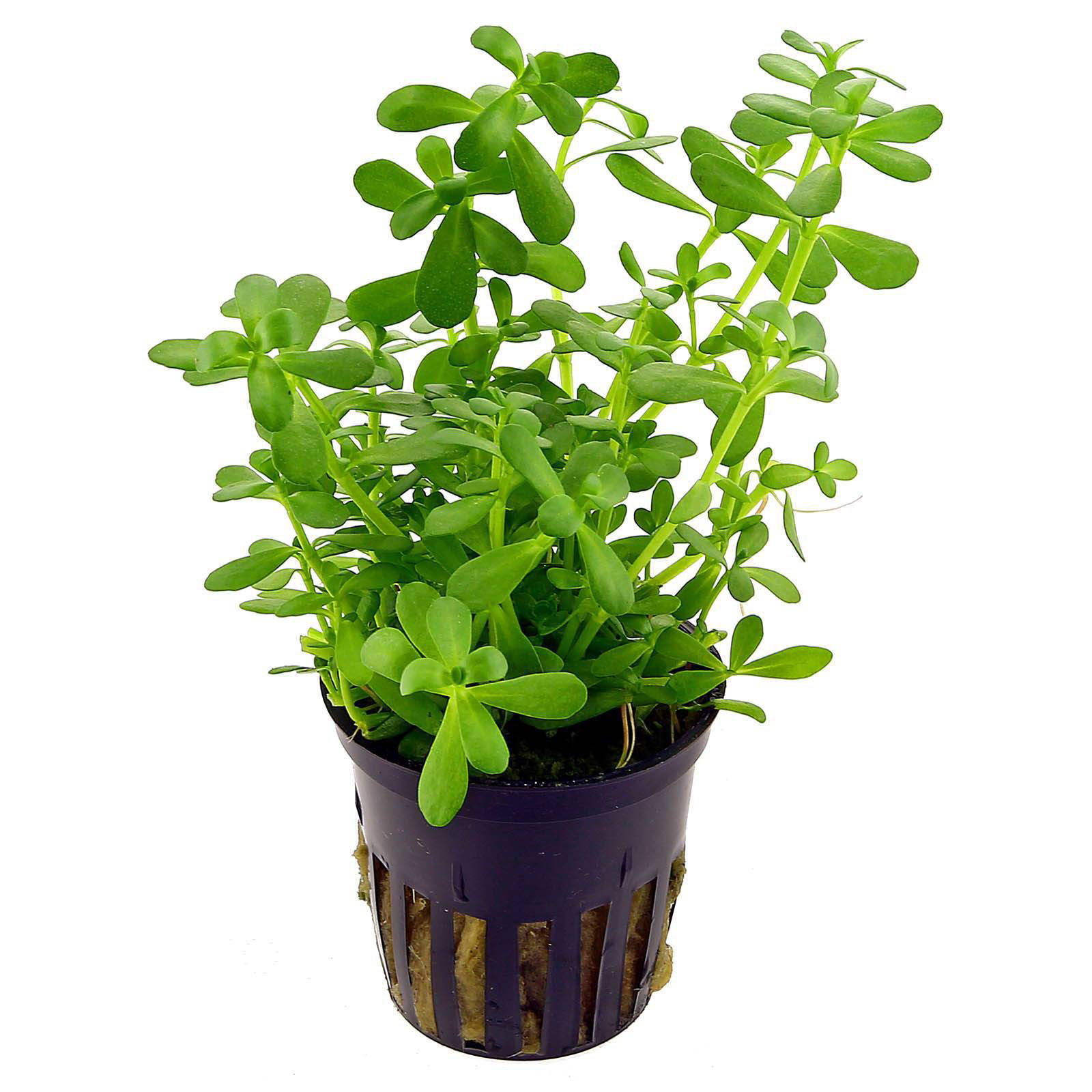 Bacopa-plant-on-the-pot