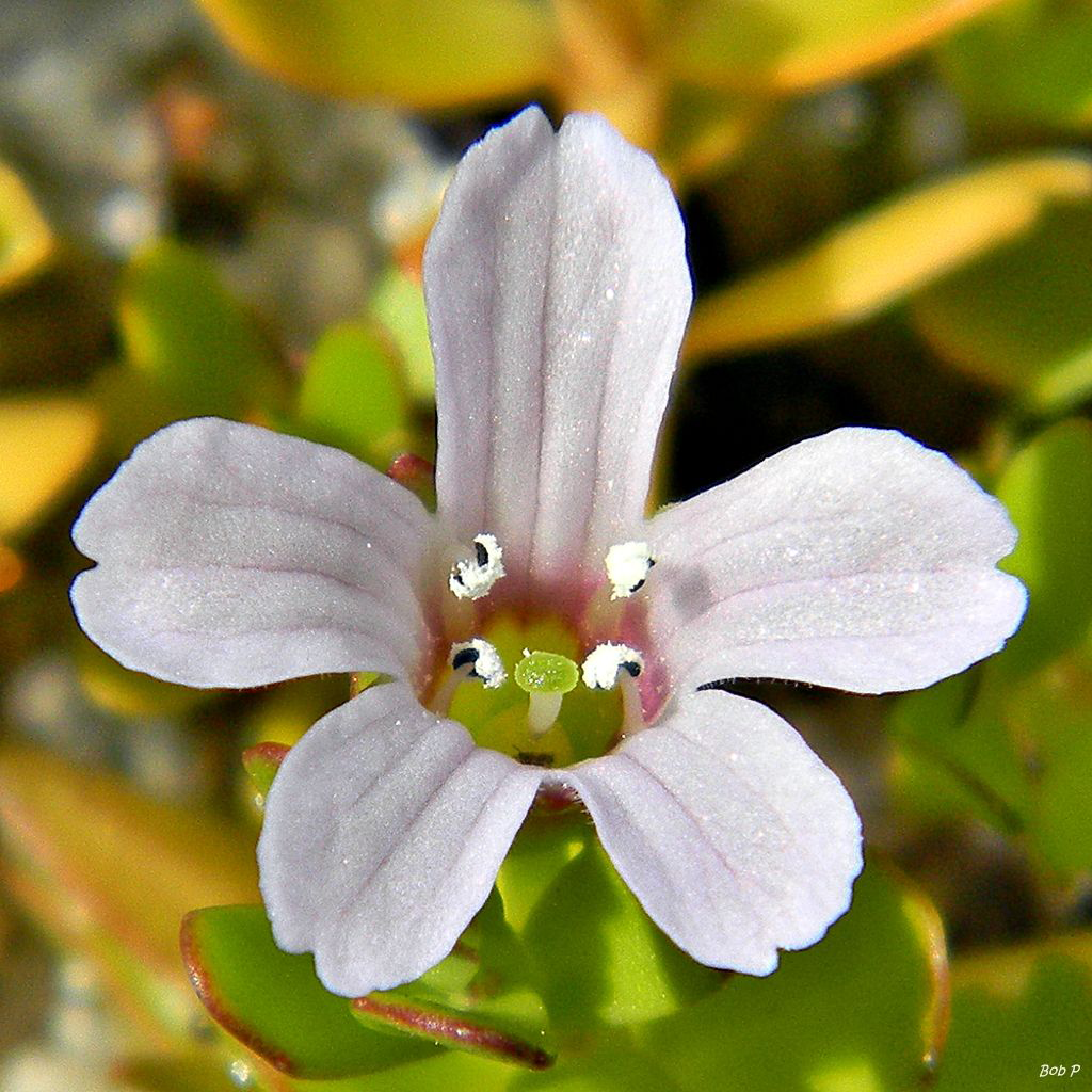 Flower-of-Bacopa-plant