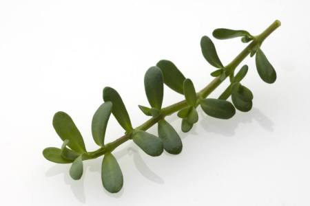 Leaves-of-Bacopa-plant