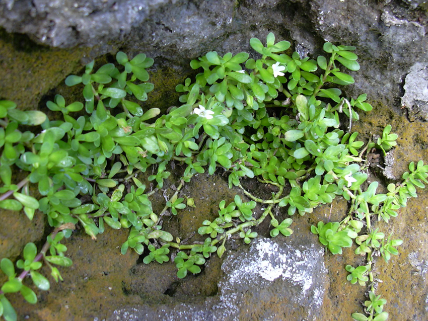 Small-Bacopa-plant