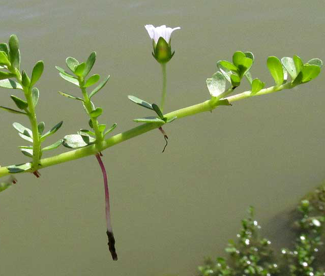 Small-Root-of-Bacopa