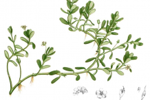 Bacopa-Plant-Illustration
