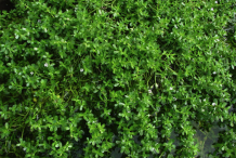 Bacopa-bushes