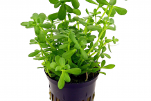 Bacopa-plant-on-the-pot