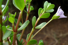 Branches-of-Bacopa-plant