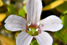 Flower-of-Bacopa-plant