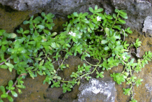 Small-Bacopa-plant