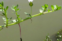 Small-Root-of-Bacopa
