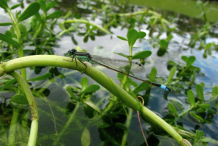 Stem-of-Bacopa-plant