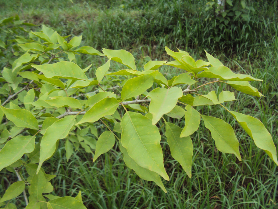 Leaves-of-Bael-fruit