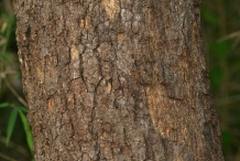 Bael-fruit-bark
