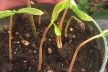 Bael-fruit-seedlings