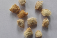 Bael-fruit-seeds