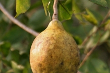 Bael-fruit