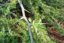 Bael-spines