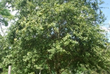 Bael-tree
