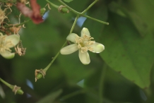 Close-up-flower-of-Bael