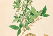 Illustration-of-Bael