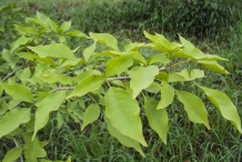 Leaves-of-Bael-fruit