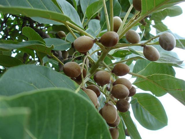 Baheda-fruit-on-the-tree