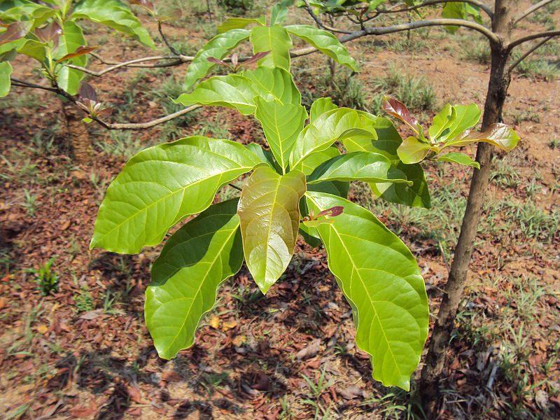 Leaves-of-Baheda-tree