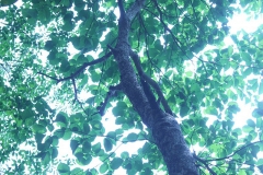 Baheda-Tree