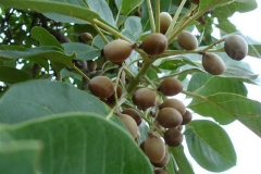 Baheda-fruit-on-the-tree