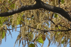 Baheda-tree-during-flowering-season