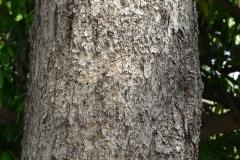 Bark-of-Baheda-tree