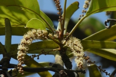Flower-of-Baheda-tree