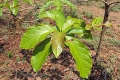 Leaves-of-Baheda-tree
