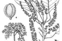 Plant-illustration-of-Baheda