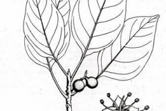 Sketch-of-Baheda-plant