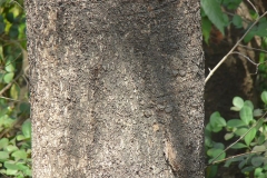 Trunk-of-Baheda--tree