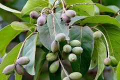 Unripe-Baheda-fruit-on-the-tree