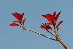 Young-Leaves-of-Baheda