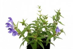 Baical-Skullcap-grown-on-the-pot