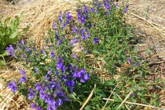 Baical-Skullcap-plant-growing-wild