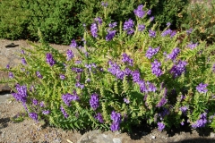 Baical-Skullcap-plant