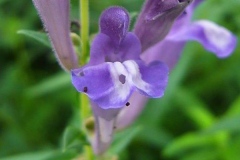 Closer-view-of-Flower-of-Baical-Skullcap
