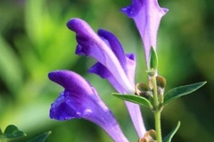 Flower-of-Baical-Skullcap