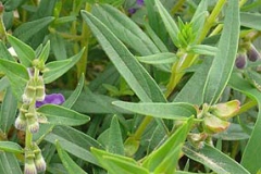 Leaves-of-Baical-Skullcap