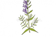 Plant-Illustration-of-Baical-Skullcap