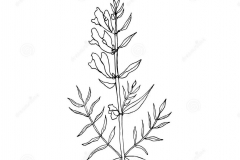 Sketch-of-Baical-Skullcap