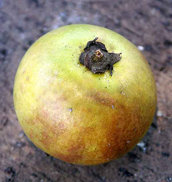 Closer-view-of-mature-fruit-of-Balata