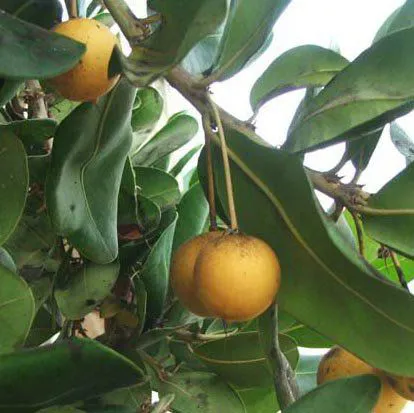 Mature-fruits-of-Balata