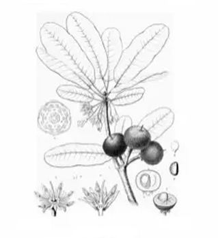 Plant-Illustration-of-Balata