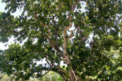 Balata-Tree