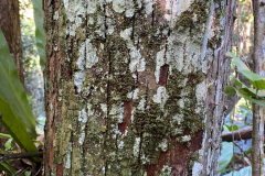 Bark-of-Balata